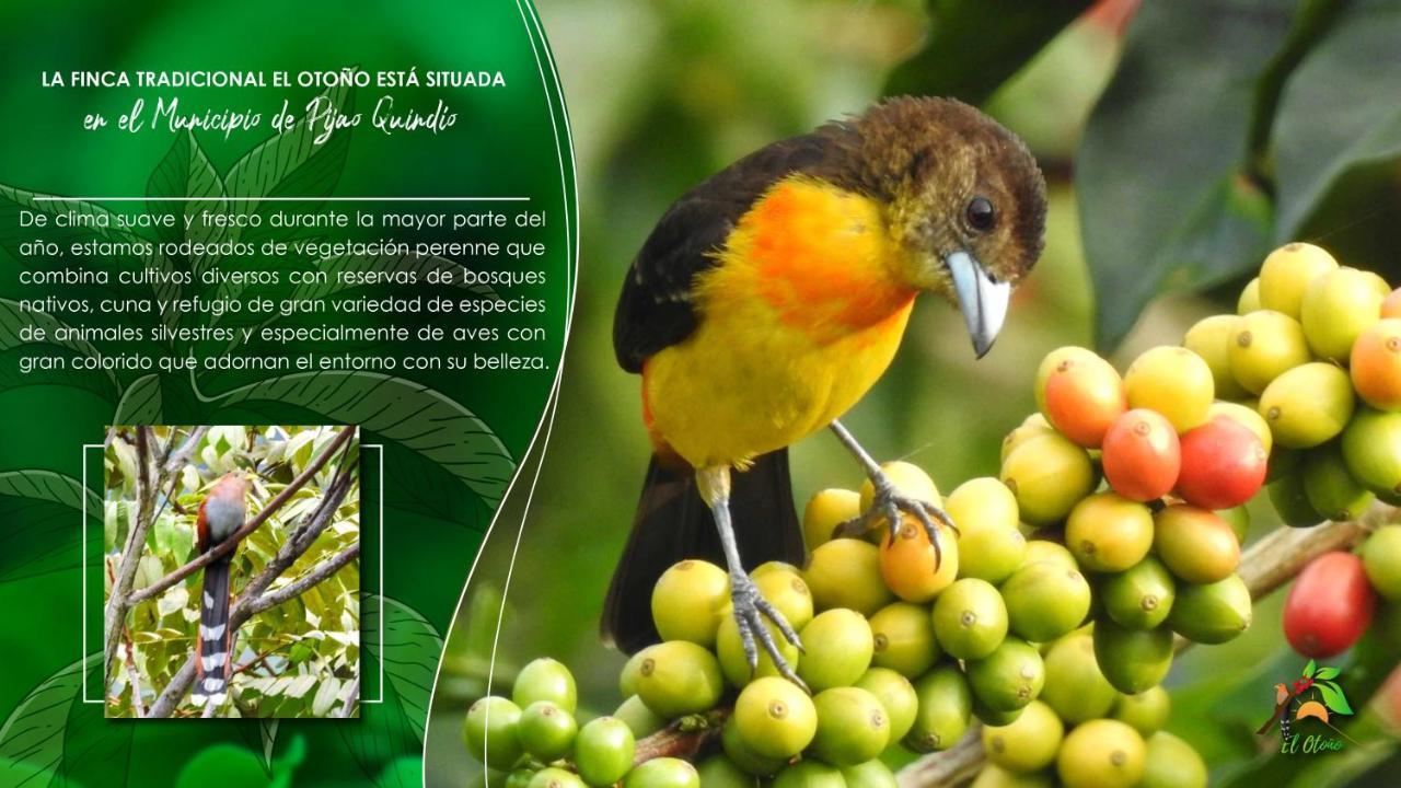 Finca Tradicional El Otono Pijao Екстер'єр фото