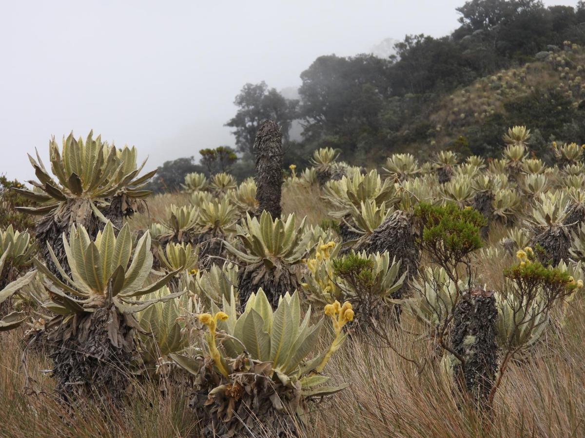 Finca Tradicional El Otono Pijao Екстер'єр фото