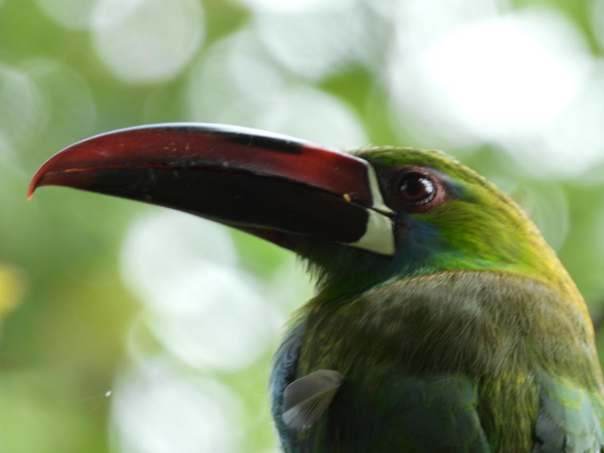 Finca Tradicional El Otono Pijao Екстер'єр фото