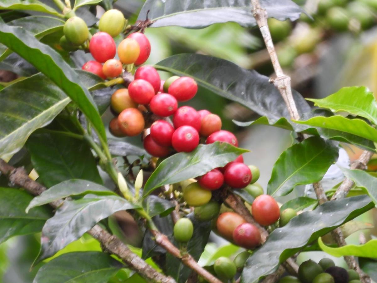 Finca Tradicional El Otono Pijao Екстер'єр фото