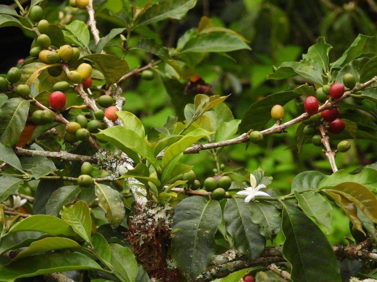 Finca Tradicional El Otono Pijao Екстер'єр фото